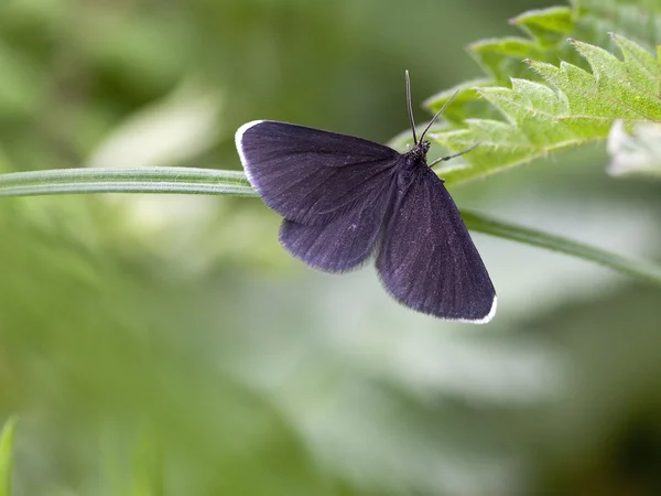 A chimney sweeper moth — Stock Photo, Image