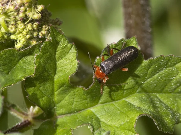Soldier beetle — Stock Photo, Image