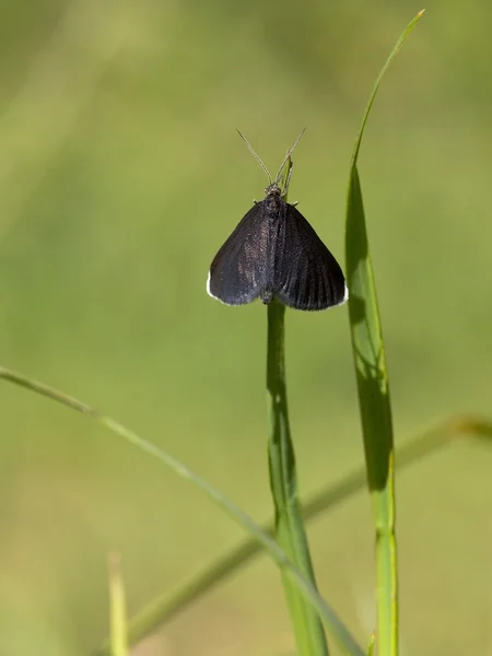 Нещодавно з'явився димохідний метелик — стокове фото