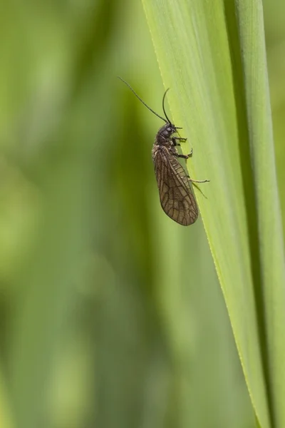 Ольховая муха — стоковое фото
