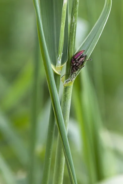 Plain reed beetle — Stock Photo, Image