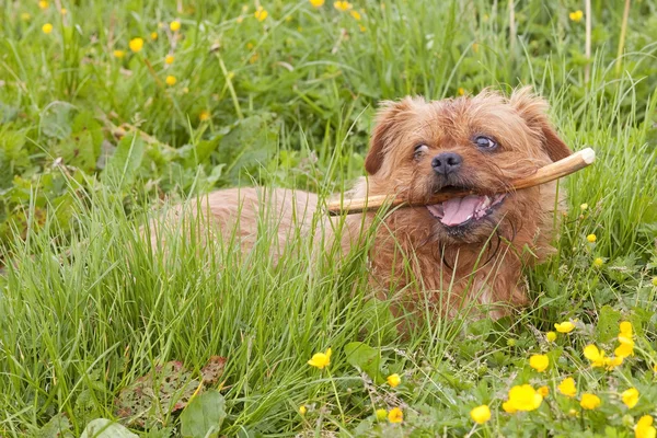 Terrier with stick 2 — Stock Photo, Image
