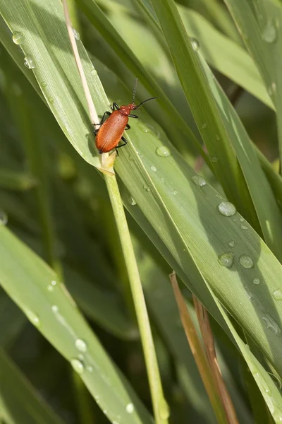 Cardinal beetle 2 — Stock Photo, Image