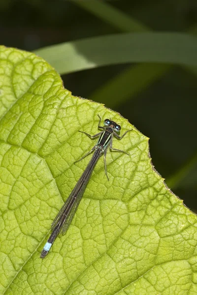 Masculino azul cauda donzela mosca — Fotografia de Stock