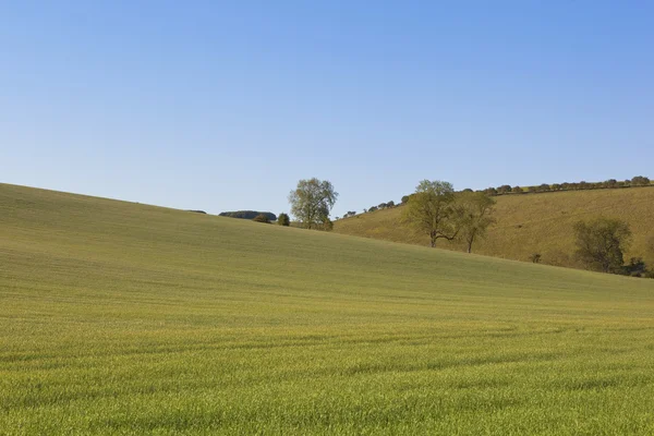 Agrarische landschap 2 — Stockfoto