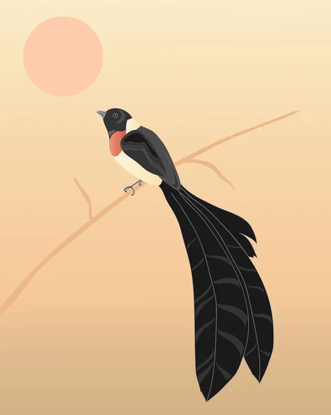 Paradis oriental whydah — Image vectorielle