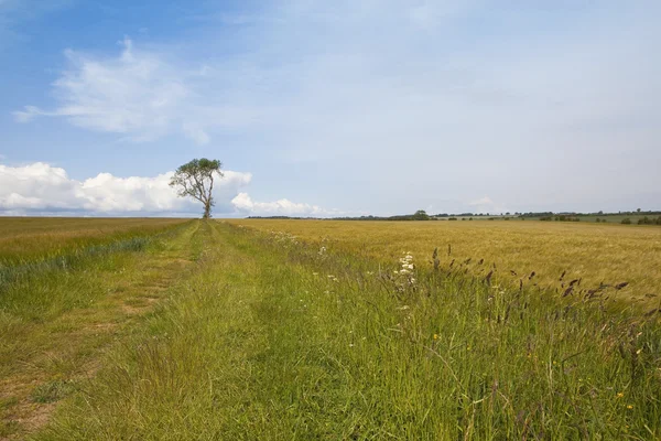 Agricultural landscape 3 — Stock Photo, Image