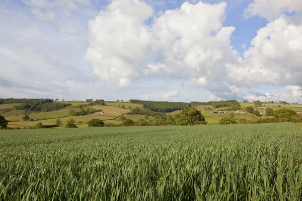 Krajobraz z pola pszenicy — Zdjęcie stockowe