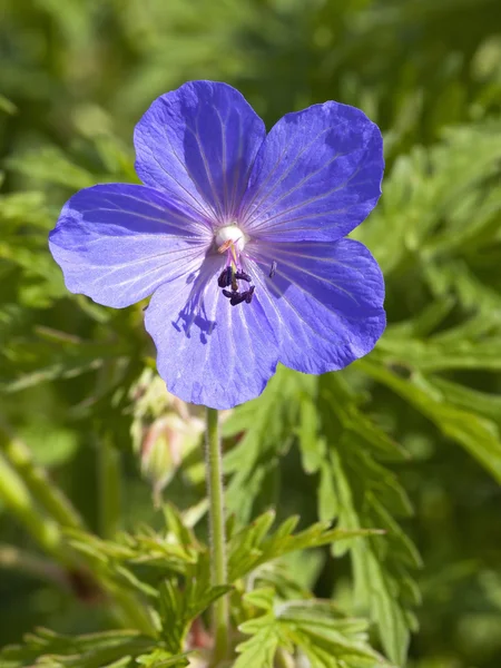 Uma flor de conta de guindaste de prado — Fotografia de Stock