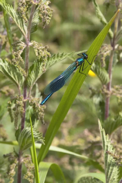 Male banded agrion — Stock Photo, Image