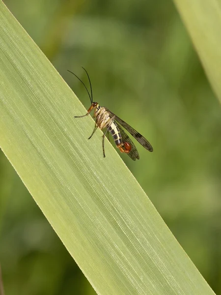Male scorpion fly — Stock Photo, Image