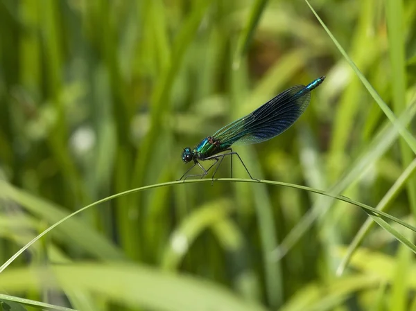 Male banded agrion — Stock Photo, Image