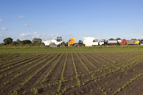 Campo de maíz y camiones — Foto de Stock