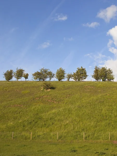 丘の中腹の牧草地 — ストック写真