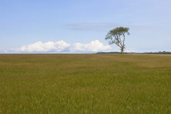 Gerst veld met eenzame boom — Stockfoto