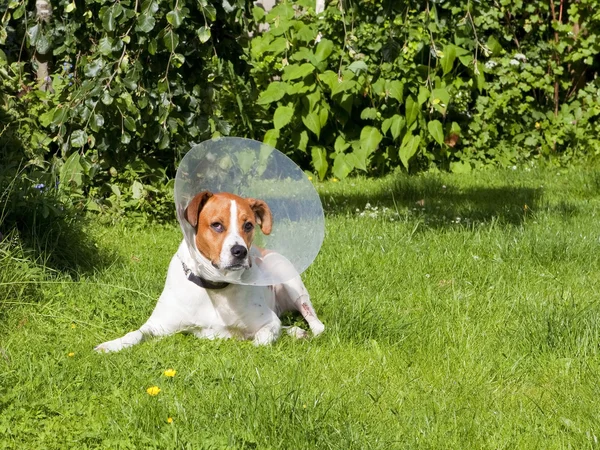 Paziente canino 2 — Foto Stock