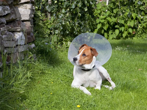 Paziente canino 4 — Foto Stock