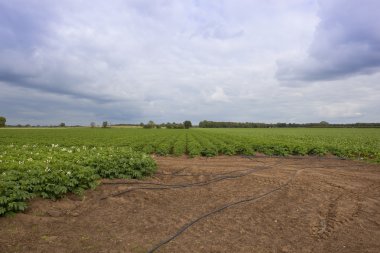 Potato field clipart