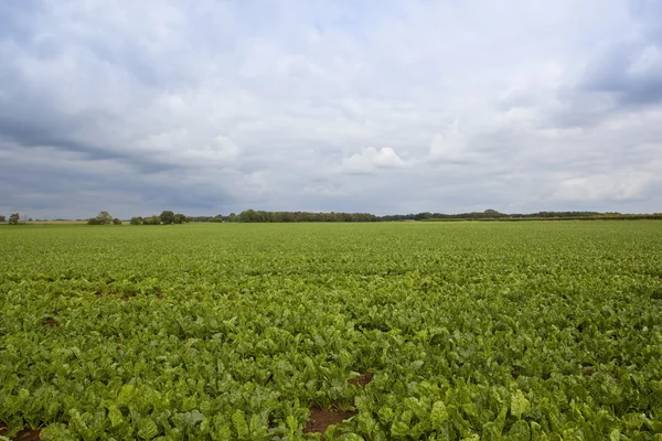 Sugar beet field — Stock Photo, Image
