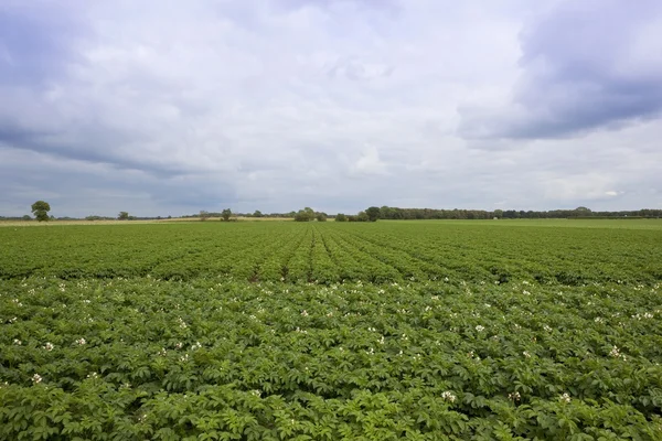 Potato field 2 — Stock Photo, Image