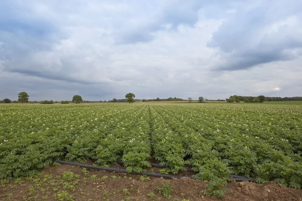 Potato field 3 — Stock Photo, Image