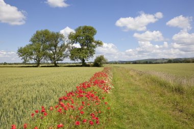 Summer landscape with poppies clipart