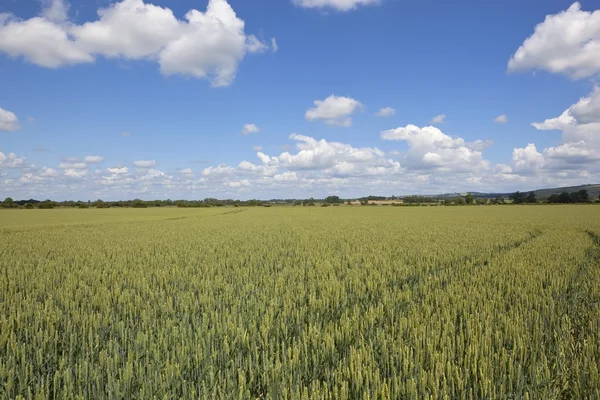 Yaz buğday alanı — Stok fotoğraf