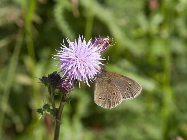 Erebia vlinder — Stockfoto