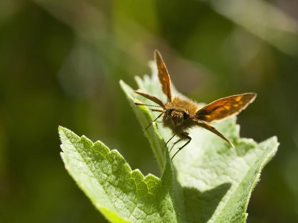Kleine dikkopje butterfly — Stockfoto