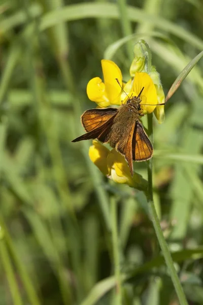 Small skipper butterfly 2 — Stock Photo, Image