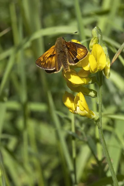 Small skipper butterfly 3 — Stock Photo, Image