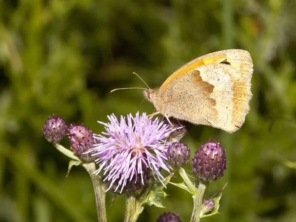 Łąka brązowy motyl — Zdjęcie stockowe