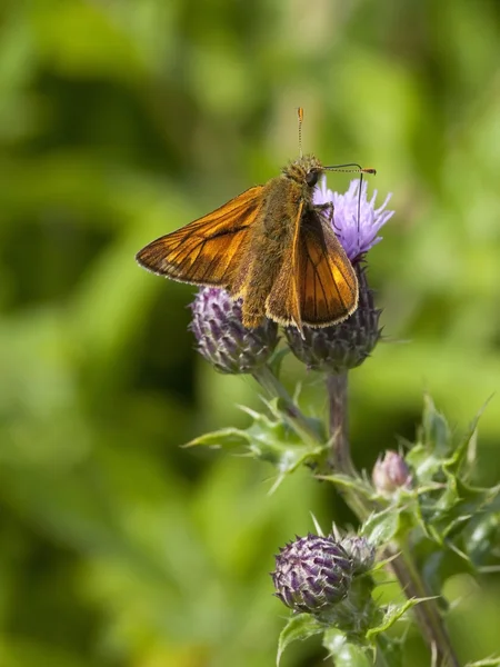 Large skipper butterfly — Stock Photo, Image