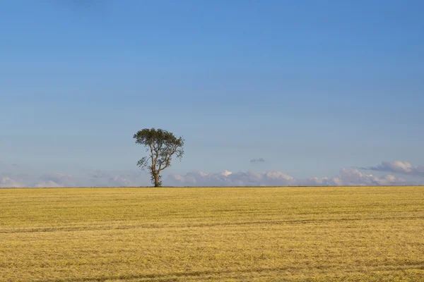 Árbol solitario y campo de cebada — Foto de Stock
