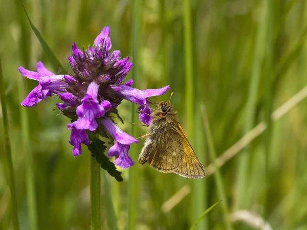 Small skipper butterfly 2 — Stock Photo, Image