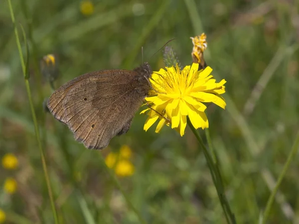 Meadow brown butterfly — Stock Photo, Image