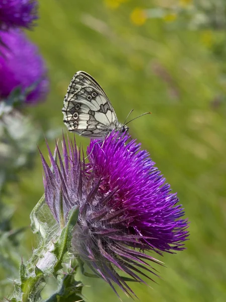 대리석된 흰 나비 — 스톡 사진
