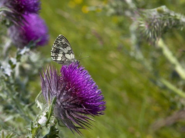 Marbled white butterfly 2 — Stock Photo, Image