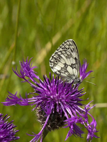 Marmorierter weißer Schmetterling 5 — Stockfoto