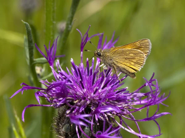 Small skipper butterfly — Stock Photo, Image