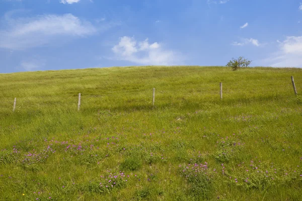 Hillside wildflower meadow — Stockfoto