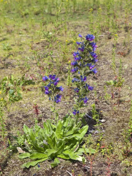 毒蛇 bugloss 植物 — 图库照片