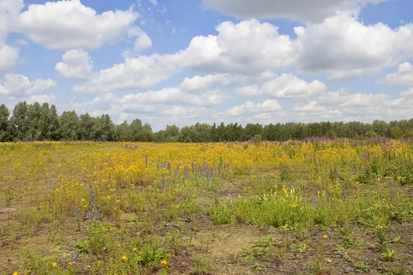 stock image Summer wildflowers 3