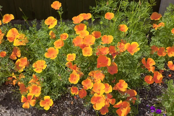 California poppies — Stock Photo, Image