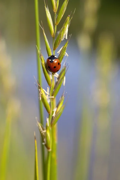 Seven spot ladybird — Stock Photo, Image