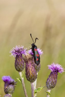 Six spot burnet moth clipart