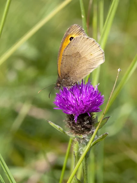 Mariposa marrón prado — Foto de Stock