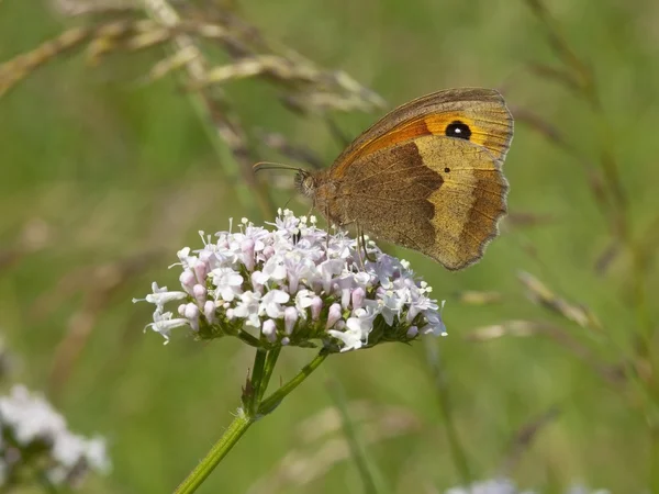 Луговий коричневий метелик 2 — стокове фото