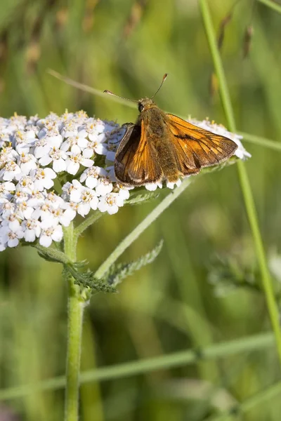 大規模なスキッパーの蝶 — ストック写真