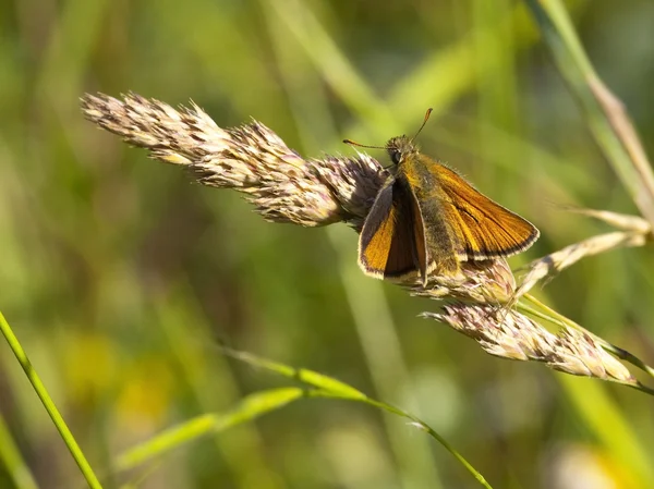 Large skipper butterfly 2 — Stock Photo, Image